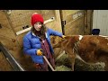 How to make your Milk Cow (WAY MORE) Profitable!