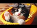 20 Minutes of Cute Cats to Help You Relax | Calming Music for Cats