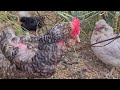 Animal Job Descriptions - The Chickens! Head Gardeners, Leading Farm Hands.