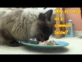 World's noisiest eater! ASMR! #catlover #ragdolls #fluffycats #catvideos #asmrvideo