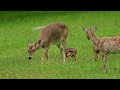 Bambi and baby deer