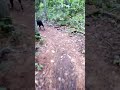 un paseo en el bosque con los perros