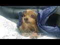 이불 밖은 위험해🐶❤ :) 반려동물 반려견 노견 강아지 일상 기록 Yorkshire Terrier Silky Terrier