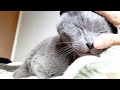 【ロシアンブルー】これが18歳8ヶ月猫さんの朝のルーティンだ！撫でて撫でて撫でまくり！#老猫 #高齢猫 #ロシアンブルー #喜多川歌麿