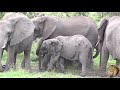 Watch How Elephants Protect Their Babies