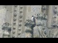 A Peregrine Falcon on Salisbury Cathedral