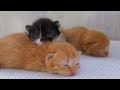 Cute Baby Animals - The Sweetest Baby Animals You'll Ever See With Nature Sound and Relaxing Music