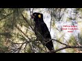 Aussie birds and their calls - new, revised version