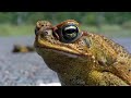 1 MILLION Species Of Australian Animals Face Extreme Natural Disasters | WILD 24 | Real Wild