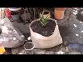 Como sembrar para obtener una piña en una maceta - video 1