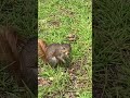 Henrietta the Squirrel having brunch WhatsApp Video 2022 07 19 at 11 40 48 AM