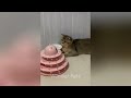 Try Not To Laugh 😂 New Funny Cats and Dogs Videos Ever 😅