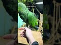 Elderly Parrot Transformation