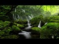 Relaxing Music For Stress Relief 🌿 Relaxing Music For Heal Mind, Body & Soul with White Noise Nature