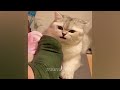 🐶 Best Cats and Dogs Videos 😹🐱 Best Funny Animal Videos 2024 🙀