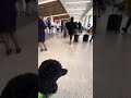 Service Dog Airport Training