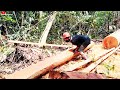 CUTTING TEAK FOREST WOOD‼️ chainsaw stihl070