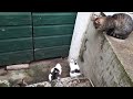 the cat eats the bird, and others just watch