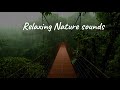 Tropical Rain on the forest - Hill top rain video - Relaxing Nature Sounds.