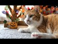 紅葉が楽しめる猫ハウスと猫 / Autumn cat house and cat