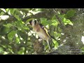 Goldfinches At My Garden-  At My Lavender Pot-Many Activities