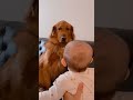 Adorable Golden Retriever Pretends Not To Notice New Baby