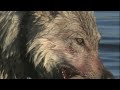 White Wolf - Life & Death of the Hayden Valley Pack | Part 1 | Free Documentary Nature