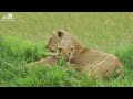 The Most Adorable Young Animals On Earth With Relaxing Music, Colorfully Dynamic, Soothing Music