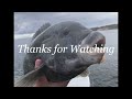 Savage Jig fishing for Blackfish (Tautog)-J.A.S. Fishing