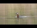 Perkoz rdzawoszyi ze zdobyczą / Red-necked grebe with its prey