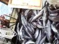 Black Cod (Sablefish) long lining