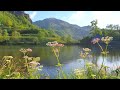 🌿🌞 Begin Your Day with POSITIVE ENERGY🌿Healing Nature Sounds 🌿Fresh Morning Peaceful Lake Ambience#1