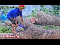 Gây cấn, hồi hộp !!! Vua Khỉ cưa bật gốc nguyên cây Xà Cừ khủng ở Cái Bè.