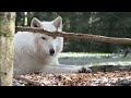 Young Animals In The Coming Spring (4K) - Around The World
