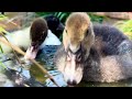 Ducklings are enjoying in the park