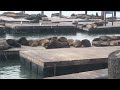 Loud Sea lions #sealions #ocean #sanfrancisco #california #youtube