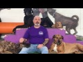 Zoran Lazic Dog Trainng Vs Dog Behaviour