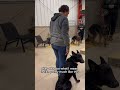 Obedience Dog Training, Livingston County🐾📍 #leashtraining #dogeducation #szegihausk9 #brightonmi