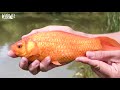 Giant Goldfish in the Wild: BRITISH ALIENS NATURE SERIES