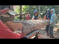 Keterampilan mengolah kayu jati kebun bahan rumah jawa - mesin bandsawmill