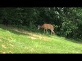 Deer Video 3