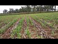 Ujicoba pupuk Eco Farming pada jagung dilampung