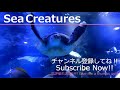 【4K Japan Aquarium】Beautiful Rhinopias Eschmeyeri【Subscribe Now】