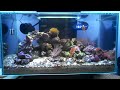 Fluval edge nano saltwater tank 2/8/13