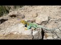 4K Beautiful Colorful Animals Ultra HD With Names and Calming Music
