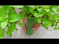 How to grow Mint vegetables without watering, gardening with TEO