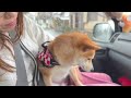 [Mysterious Symptoms] Suddenly, my brother and sister Shiba Inu can no longer walk...