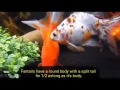 12 kinds of goldfish and their characteristics