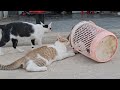 Cats quarrel and bite each other again is important🐈😿 funny and little