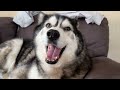 Giant Husky Won’t Stop Trying To Sit on His Nan!